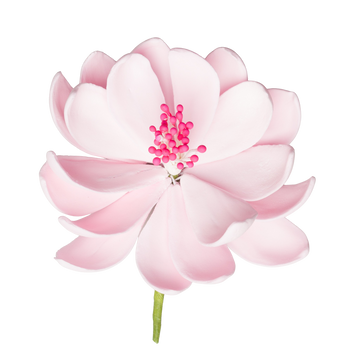 3" Lotus - Pink