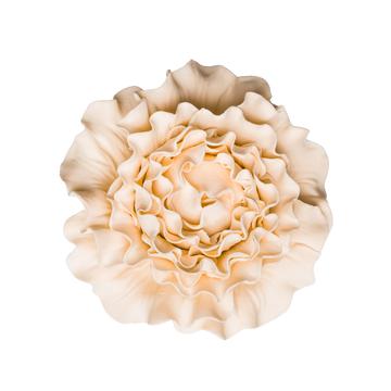 3" Piaget Rose - Ivory