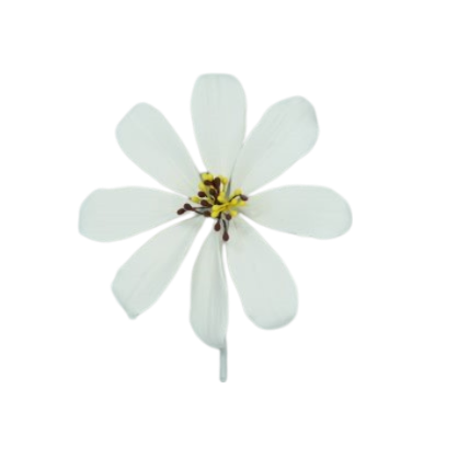 4" Cosmos - White