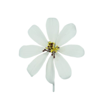 4" Cosmos - White